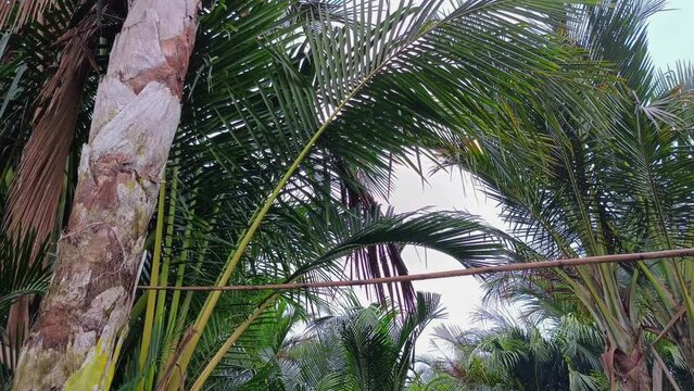 Sago palms are becoming rare