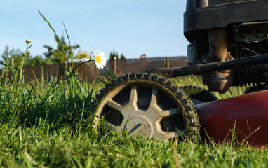 Lawn mower wheel on green grass before the white chamomile flower in the garden. Machine for...