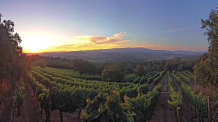 A panoramic view of a vineyard at sunset, emphasizing the beauty and romance of wine country. - obrazy, fototapety, plakaty