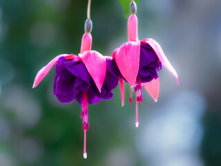 フクシアの花