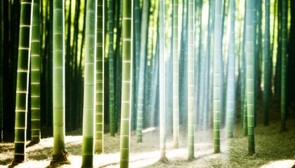 Sunlight filtering through a dense bamboo grove.