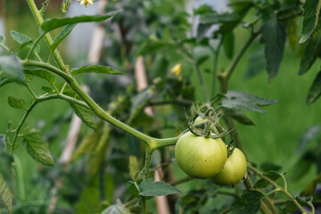 Growing of green tomatoes in the garden. Tied plant. Stages of vegetable ripening. Small harvest due to drought and poor soil. Ecological problem and hunger concept. Copy space. Close-up