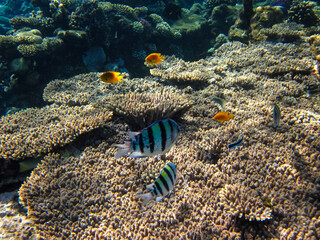 Red Sea coral reef and its beautiful inhabitants