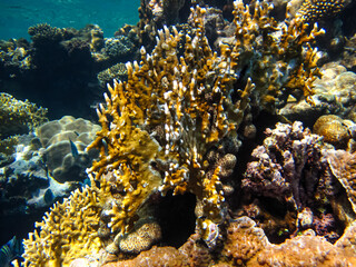 Naklejka na ściany i meble Red Sea coral reef and its beautiful inhabitants