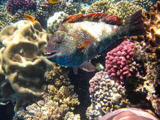 Red Sea coral reef and its beautiful inhabitants