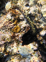 Red Sea coral reef and its beautiful inhabitants