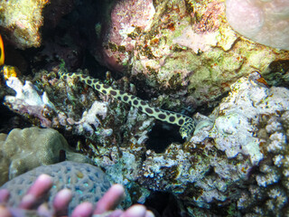 Red Sea coral reef and its beautiful inhabitants