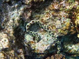 Red Sea coral reef and its beautiful inhabitants