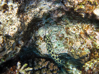 Red Sea coral reef and its beautiful inhabitants