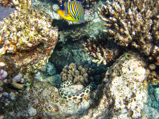 Red Sea coral reef and its beautiful inhabitants