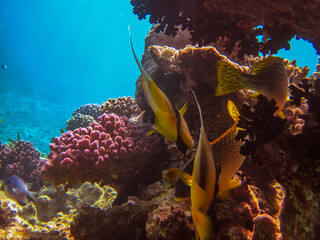 Red Sea coral reef and its beautiful inhabitants