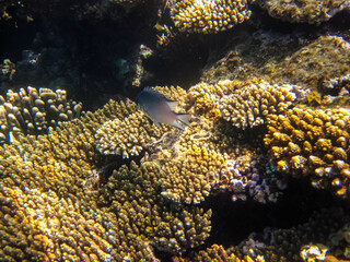Red Sea coral reef and its beautiful inhabitants
