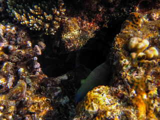 Red Sea coral reef and its beautiful inhabitants