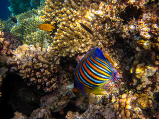Obraz na płótnie Canvas Red Sea coral reef and its beautiful inhabitants