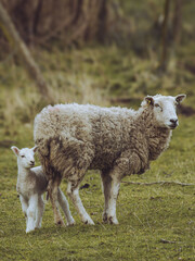 A smiling lamb with it's mother