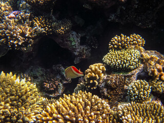 Red Sea coral reef and its beautiful inhabitants