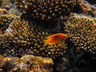 Naklejka na ściany i meble Red Sea coral reef and its beautiful inhabitants