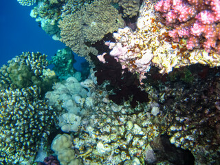 Red Sea coral reef and its beautiful inhabitants