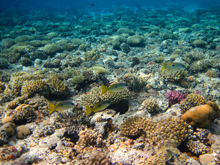 Fototapeta na wymiar Red Sea coral reef and its beautiful inhabitants