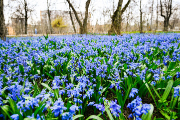 Snowdrops Blue flowers siberian Scilla proleska in the city park. - obrazy, fototapety, plakaty