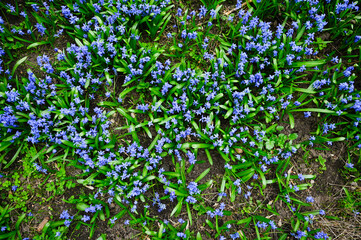 Snowdrops Blue flowers siberian Scilla proleska in the city park. Top view.