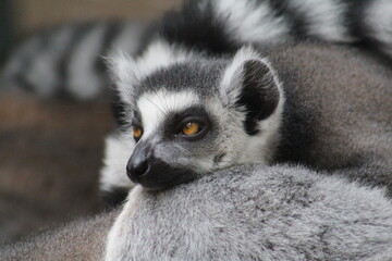 Portrait eines Lemur