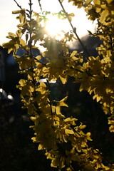 Gelber Forsythie Busch mit schöner Hintergrundbeleuchtung bei einem Sonnenuntergang