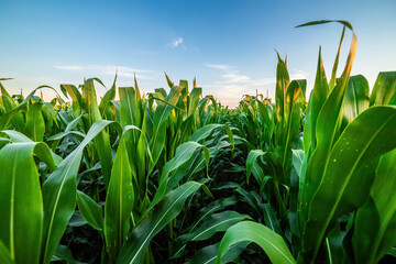 Agricultural landscape with vibrant green cornfield at sunset