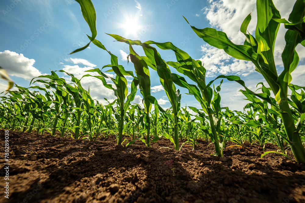 Wall mural Low angle view of green corn stalks in a farm field reaching for the clear blue sky