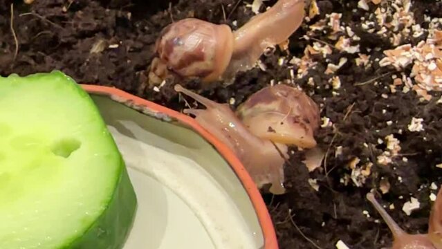horizontal video, baby Achatina snails crawling towards food. Life of a mollusk at home. Care and maintenance of Achatina