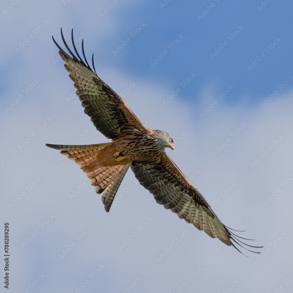 Aufkleber A red kite, milvus milvus, is captured in flight. Looking from below with the sky and clouds in the background and copy space around the bird