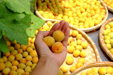 Group of basket fresh yellow ripe apricot, a tropical fruit at Vietnam North rich vitamin, nature medicine and good for health