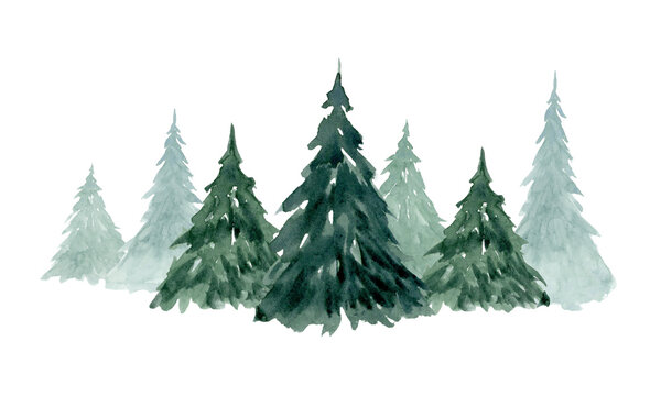 Christmas trees in spruce fir forest watercolor illustration isolated on white for winter holidays horizontal banner and landscape