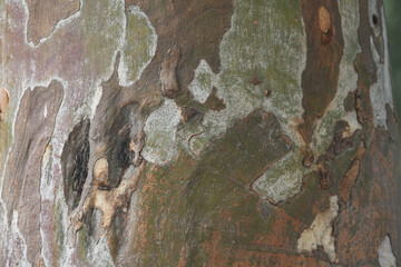 Eucalyptus tree bark texture, Bark of eucalyptus tree, seamless texture, a eucalyptus tree bark...