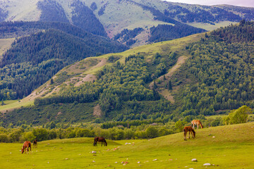 Horses peacefully graze in a grassy field surrounded by majestic green mountains, creating a...