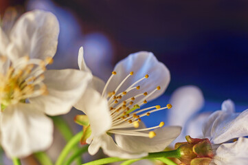 White flowering cherry tree close-up. Macro photo of a fruit tree blossom.