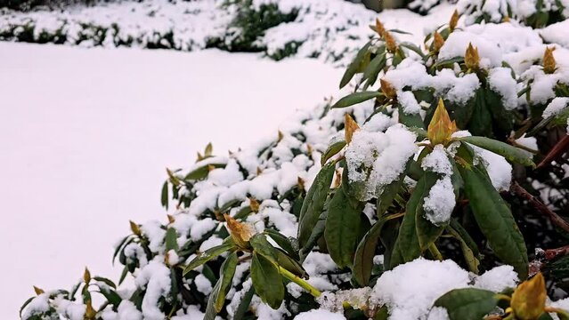 Snow covered bush with a few leaves still visible. The snow is covering the branches and leaves, giving the image a peaceful and serene mood, camera pans to the right