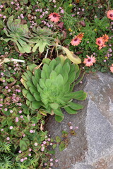 garden succulents 
