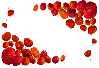 The remembrance poppy .isolated.  Decorative flower for Anzac Day in New Zealand, Australia, Canada and Great Britain