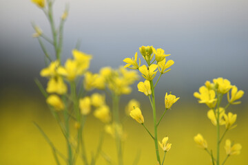 Obraz premium Mustard flower field is full blooming, yellow mustard field landscape industry of agriculture, mustard flowers closeup photo