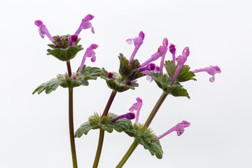 Lamium amplexicaule. Detail of the mansa nettle plant with its inflorescences. Henbit dead-nettle.