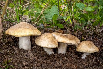 Detail shot of edible St. Georges mushrooms with grass on background