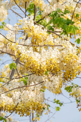 White Golden shower flower on White Golden shower tree.