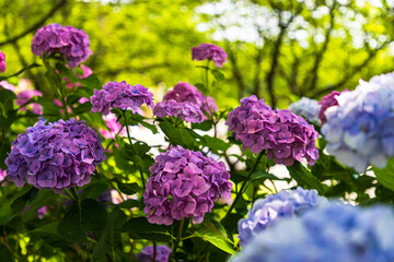 幸手権現堂桜堤 紫陽花・風景