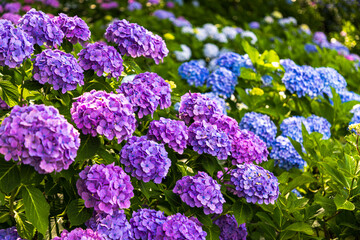 Obraz premium 幸手権現堂桜堤 紫陽花・風景 