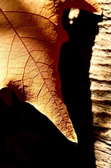 A fragment of an autumn maple leaf. Abstraction. Macro