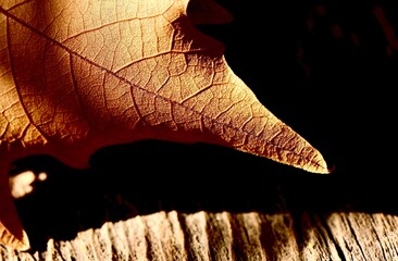 A fragment of an autumn maple leaf. Abstraction. Macro