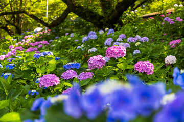Fototapeta premium 幸手権現堂桜堤 紫陽花・風景 