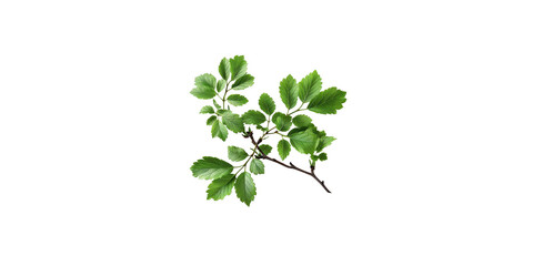 A branch of green leaves isolated on a white background 