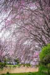 Obraz premium サクラ